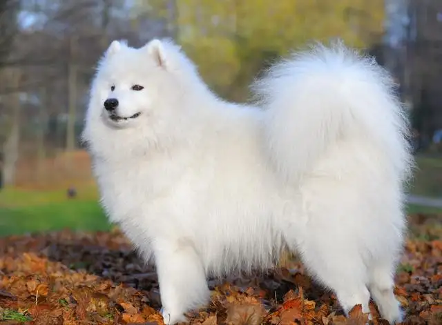 老人适合养萨摩耶吗(老人适合养什么宠物犬)