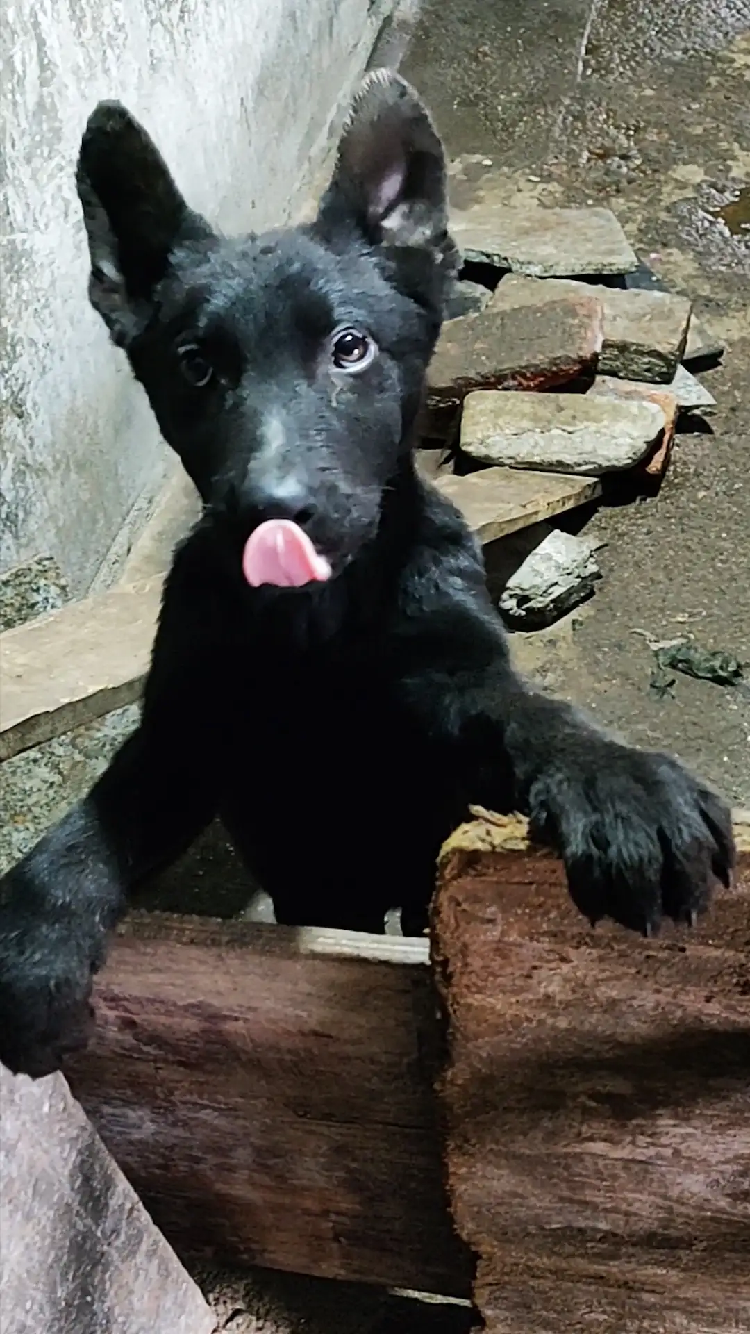 小型纯黑犬都有什么品种(小型纯黑犬都有什么品种图片)