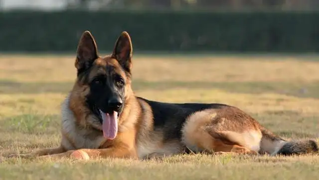 黑背犬寿命(黑背的寿命一般多长时间)