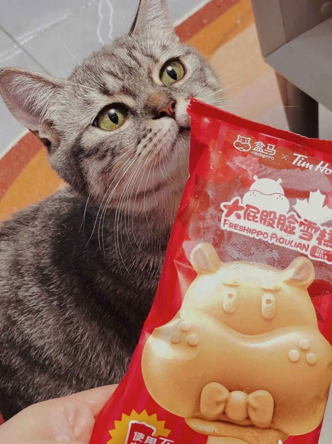 猫能吃老冰棍吗(猫咪能吃冰棍儿吗)