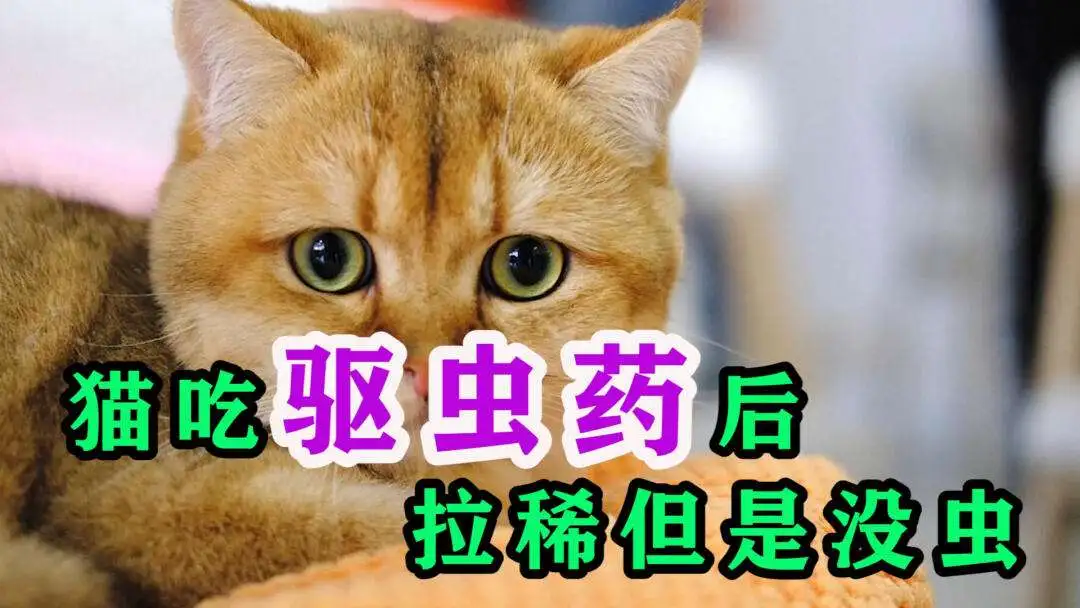 猫吃打虫药拉稀很臭(猫吃打虫药拉稀很臭怎么回事)