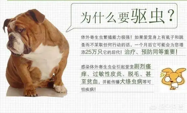 狗狗体内怎么驱虫的(狗狗体内怎么驱虫的视频)