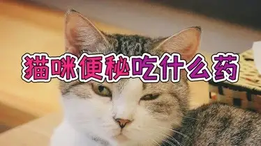 猫咪有点便秘吃什么(猫咪有点便秘吃什么药好)