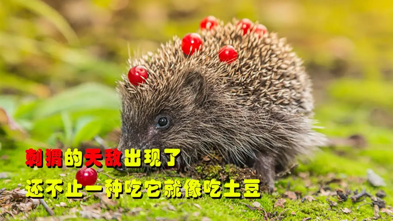 刺猬怎么吃有营养(刺猬智商相当于人几岁)