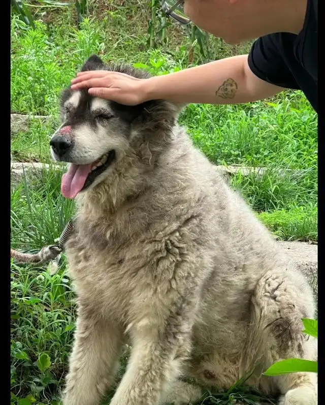 阿拉斯加犬狗多少钱一个(阿拉斯加狗狗多少钱一只?)