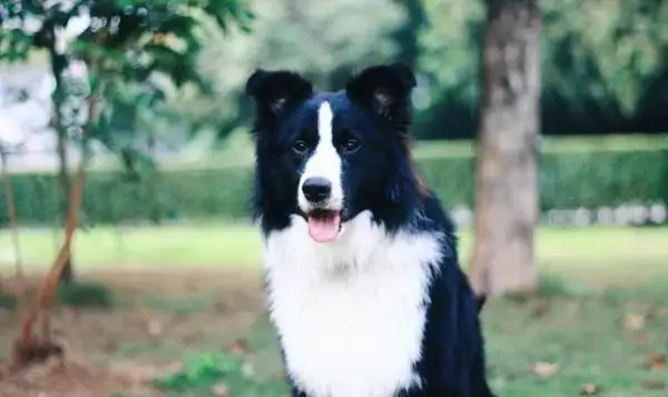 中型犬都有什么(中型犬有什么特点)