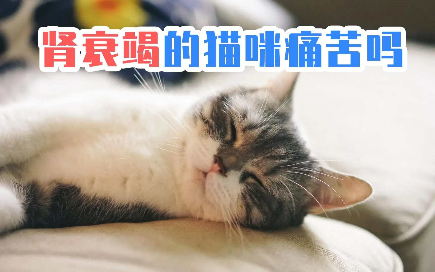 猫咪来月经(猫咪来月经会流血吗)