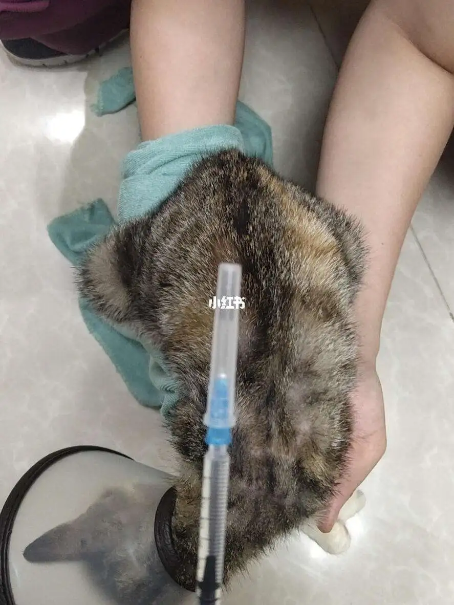 治疗猫传腹的办法(治疗猫传腹最有效的药)