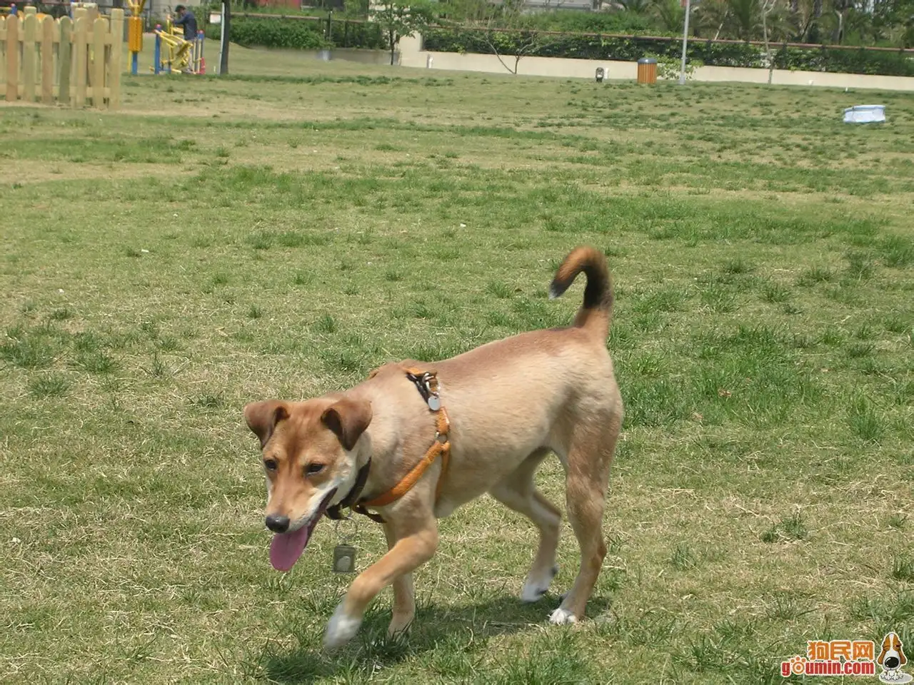 中华田园犬俗名(中华田园犬的知识)