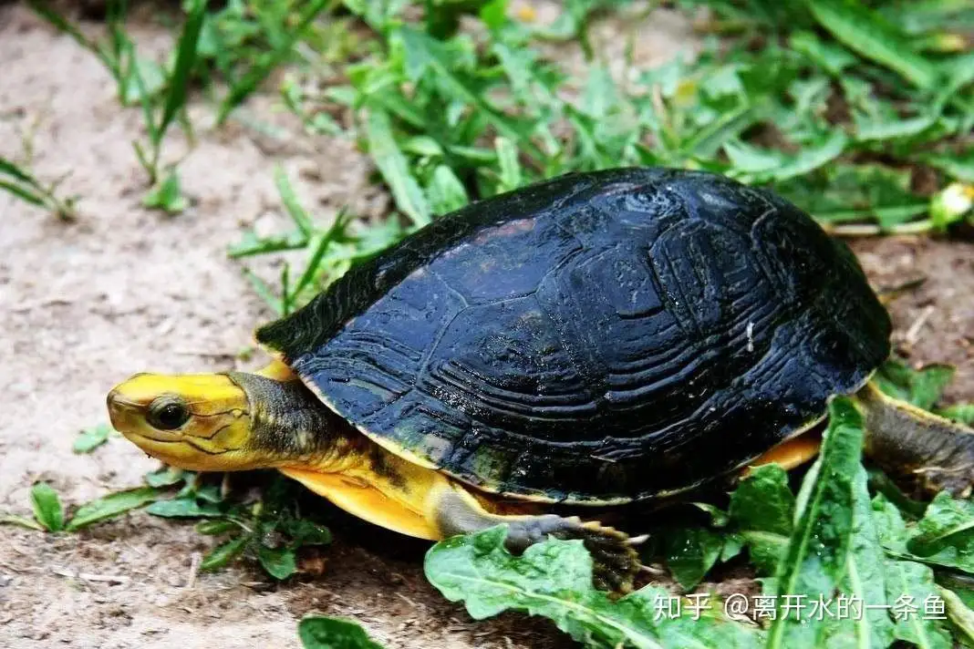 红头龟吃什么食物(红耳龟一般吃什么食物)