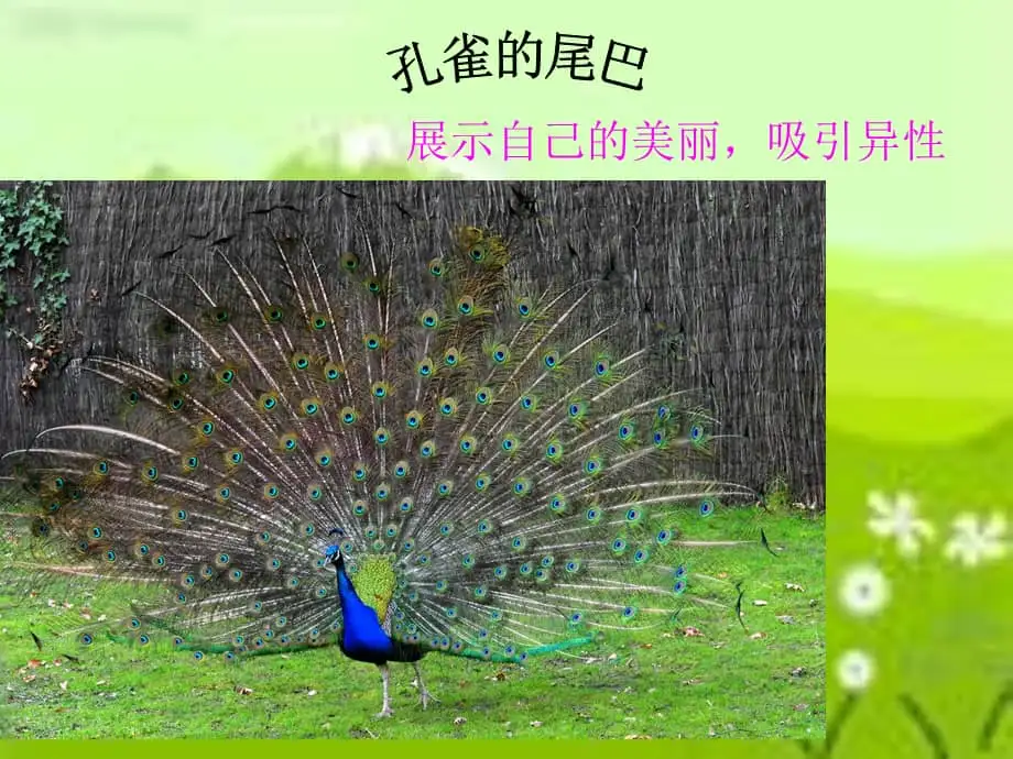 各种动物尾巴的用途(各种动物尾巴的用途举例子)