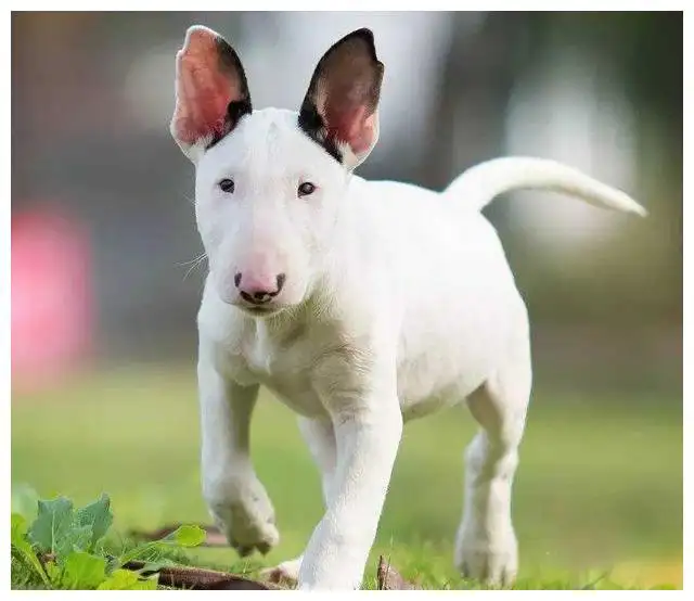 最适合家庭养的小型犬(最适合家庭饲养的小型犬)