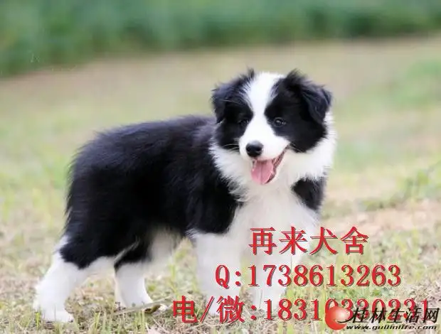 边境牧羊犬幼犬多少钱(边境牧羊犬多少钱一只小崽)