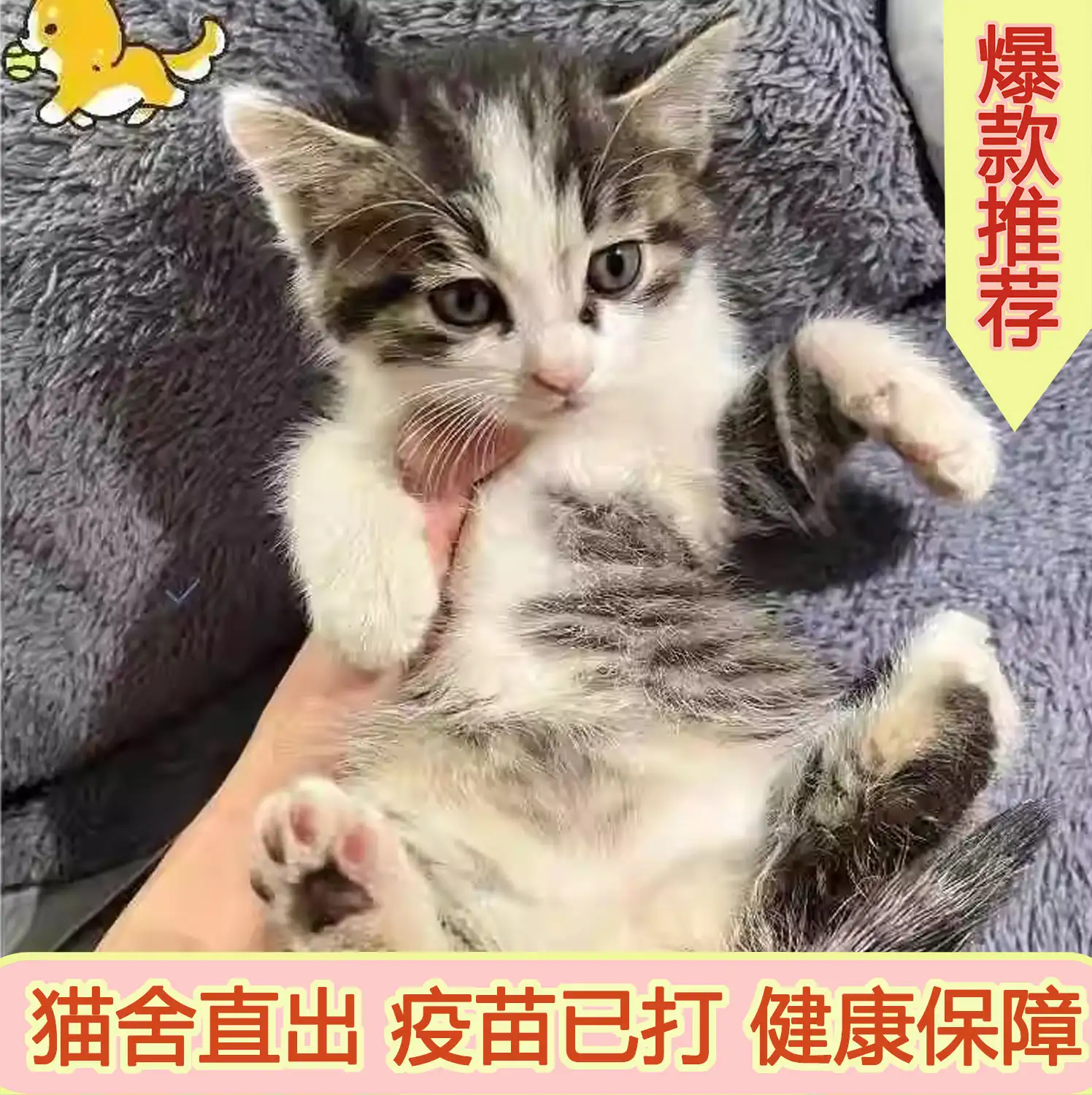 奶牛拿破仑猫多少钱一只(奶牛拿破仑矮脚猫多少钱一只)