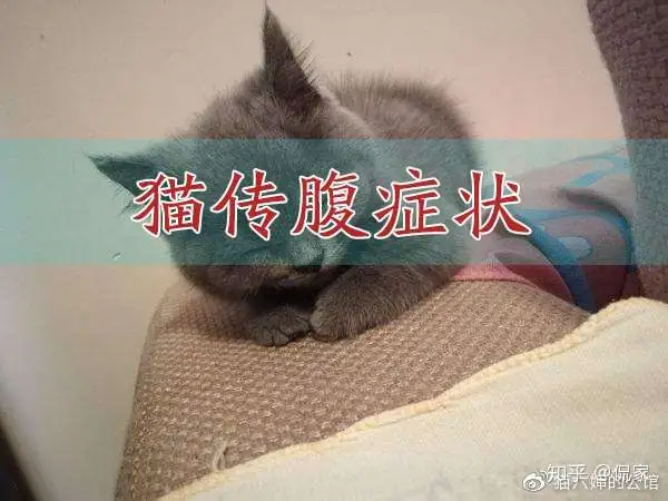 猫传腹病传染吗(猫传腹到底传染不传染)