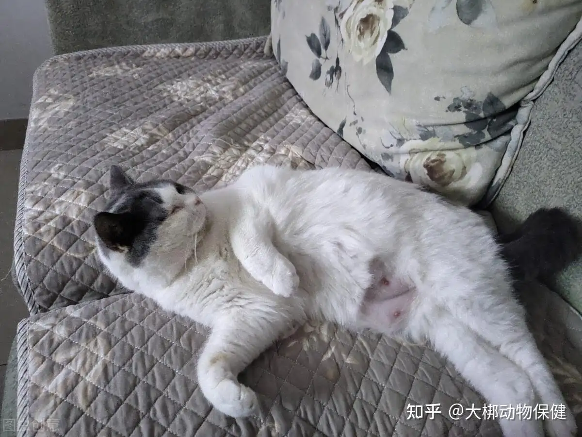 多大的猫会怀孕(多大的猫会怀孕呢)