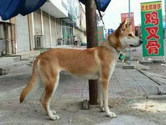 中华田园犬可以在城市里养吗(中华田园犬可以在城市里养吗视频)