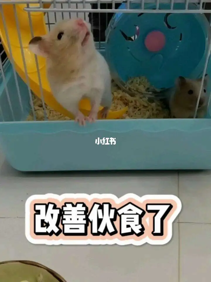 仓鼠能撑死吗(仓鼠会不会撑死)