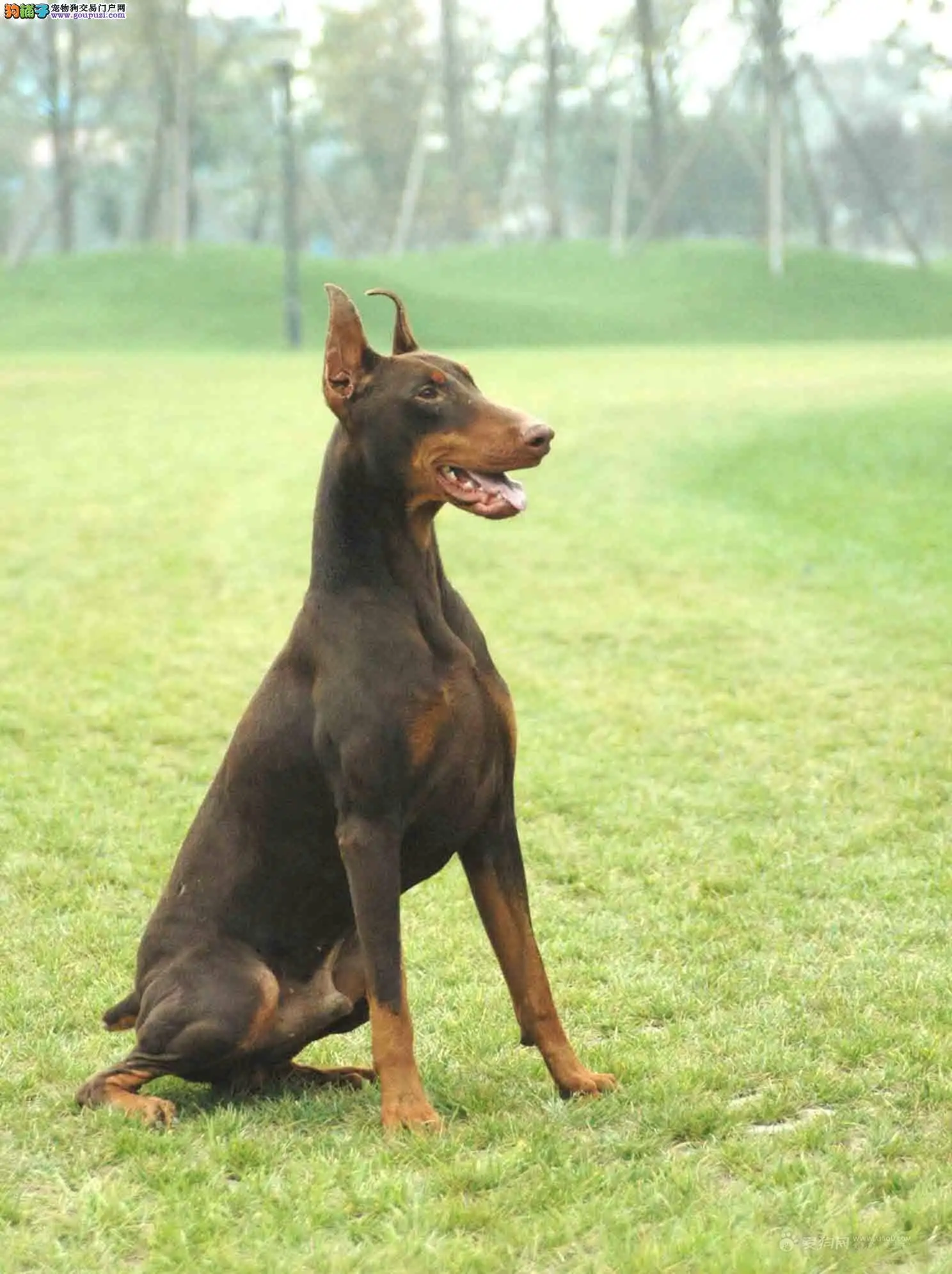 中山杜宾犬(杜宾犬价格一览表)