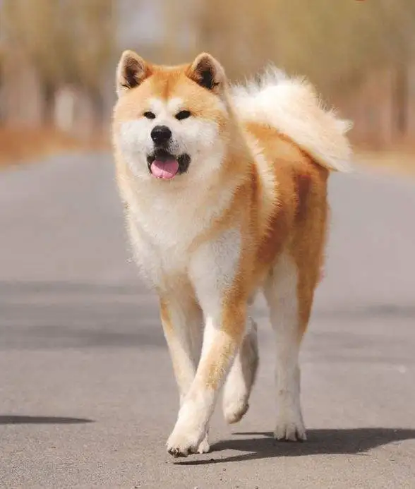 哪里的秋田犬好(哪里的秋田犬好养)