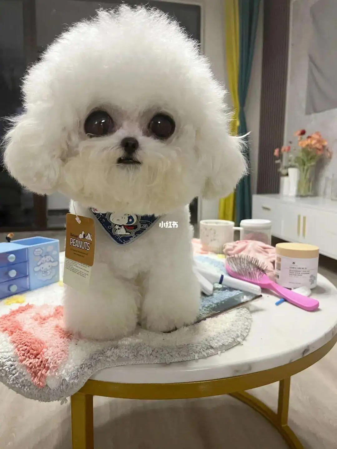 比熊和马尔济斯哪个好养(比熊犬和马尔济斯幼犬的区别)