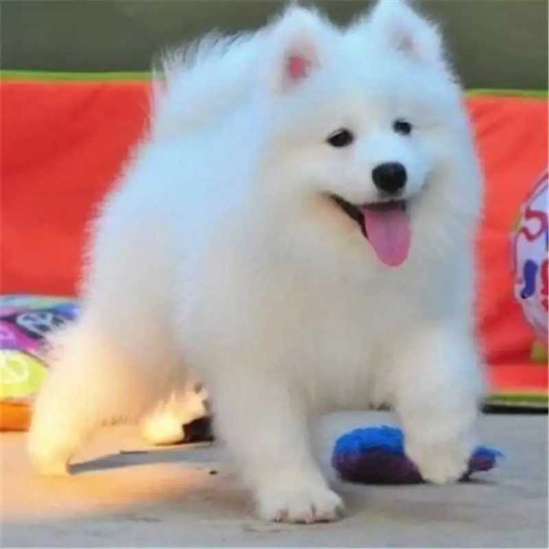 萨摩耶犬小犬多少钱一只(萨摩耶犬多少钱一只幼崽图片)