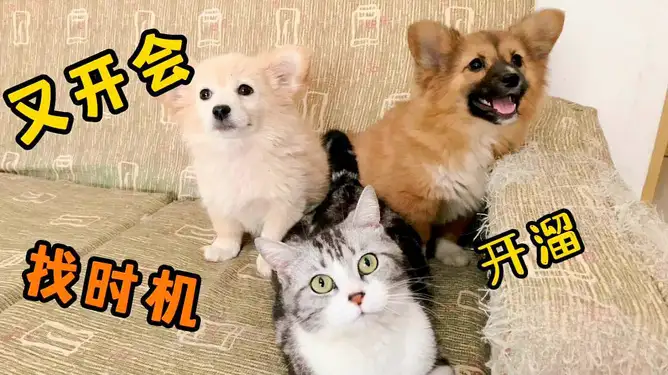 中华田园犬和猫可以一起养吗(中华田园犬和猫可以一起养吗视频)