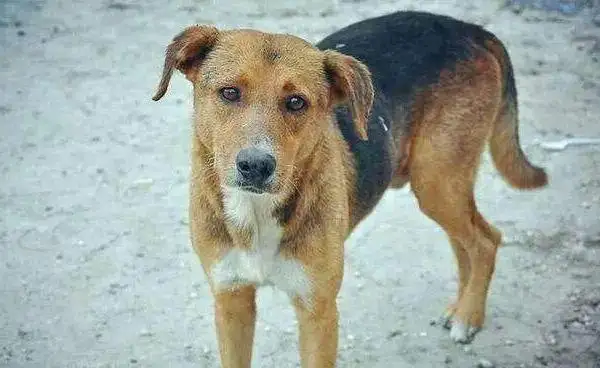 中华田园犬可以在城市里养吗(中华田园犬可以在城市里养吗视频)