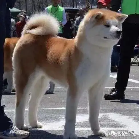 日本秋田犬与柴犬区别(日本秋田犬和柴犬的区别)