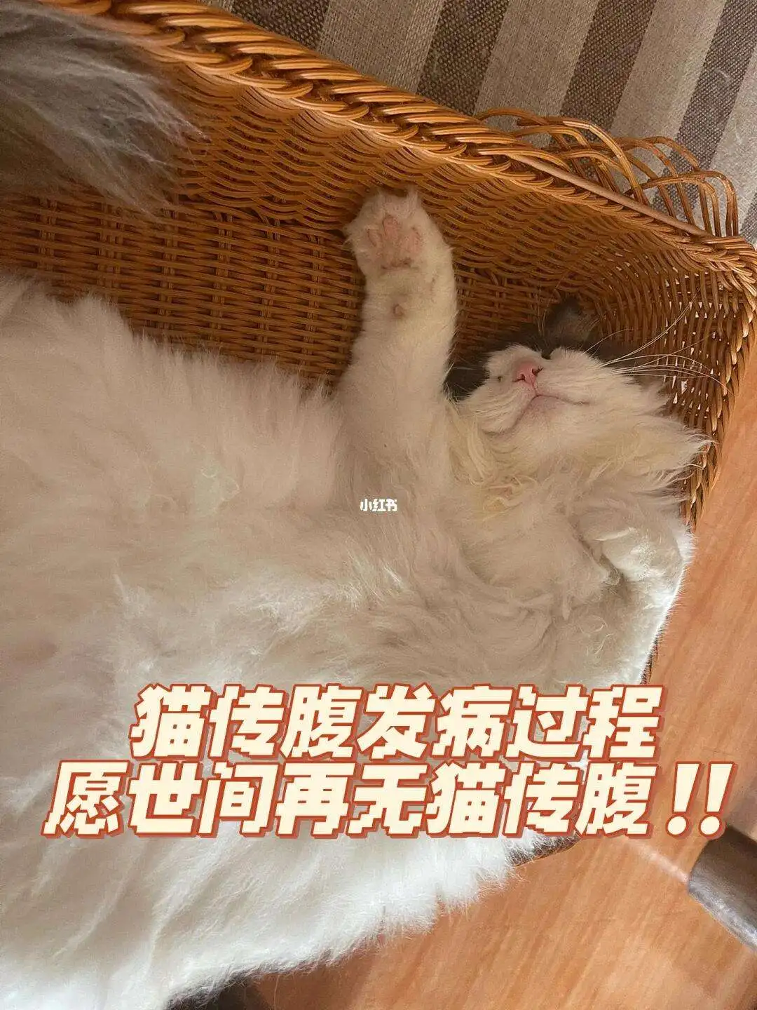 猫传腹严重(猫传腹严重了能治好吗)