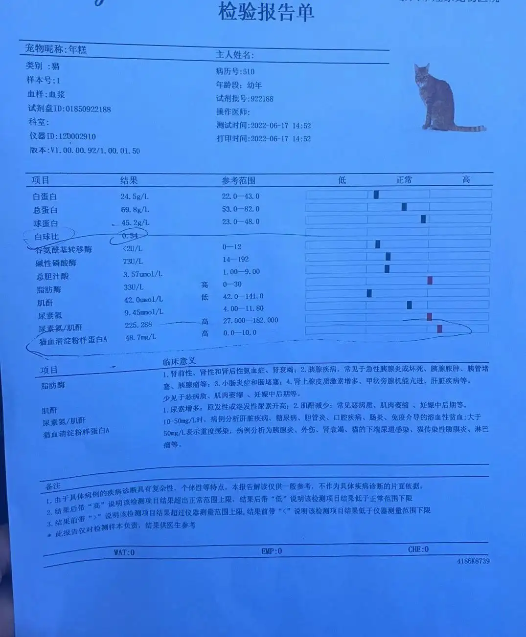 猫传腹确诊依据(猫传腹的诊断标准)