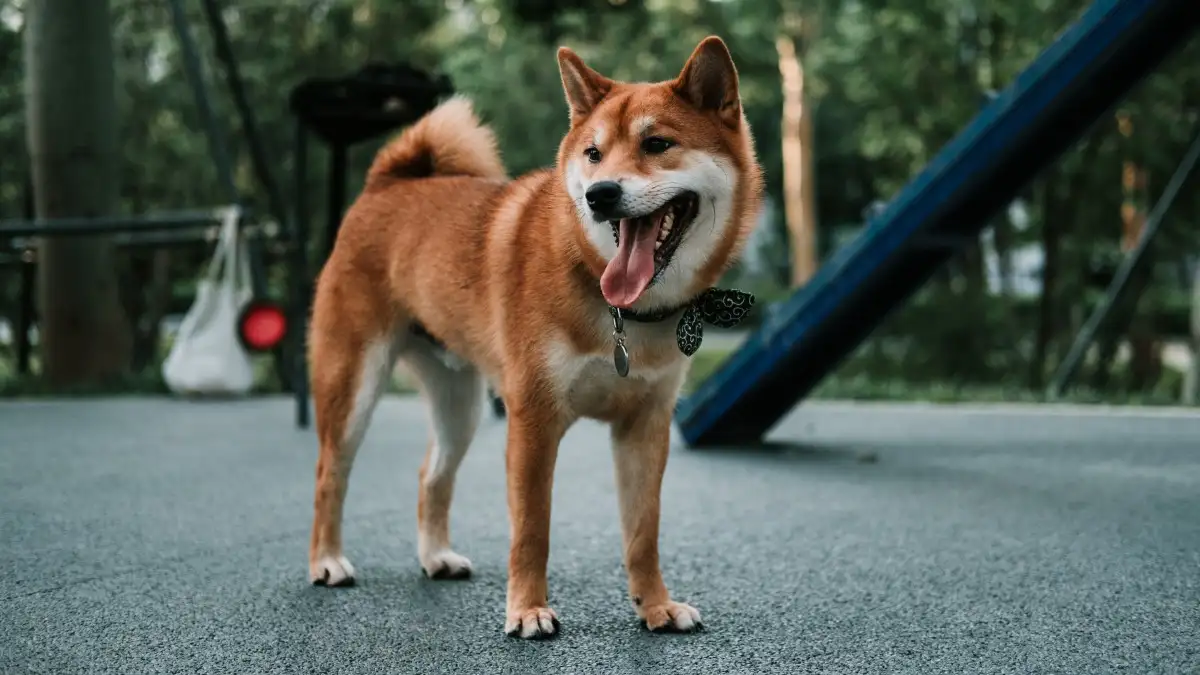 秋田犬图片壁纸(秋田犬壁纸超清大图)