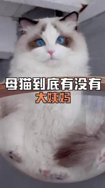 小猫来月经吗(小猫来月经吗会怀孕吗)