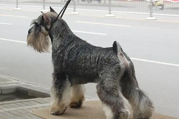 迷你雪纳瑞如何训练(迷你雪纳瑞幼犬怎么喂)