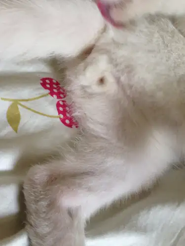 公猫好还是母猫好(布偶公猫好还是母猫好)