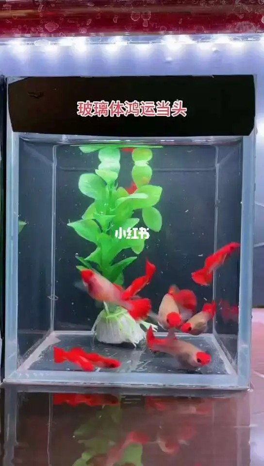 孔雀鱼鸿运当头的养殖方法和注意事项(孔雀鱼鸿运当头鱼的养殖方法和注意事项)