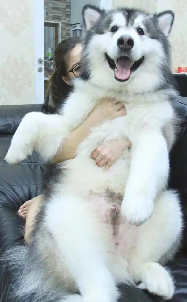 女生适合养阿拉斯加犬吗(女孩子养阿拉斯加犬养公的还是母的)