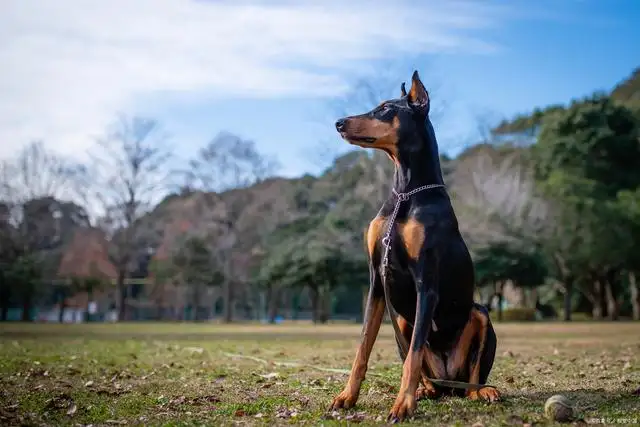 帅气杜宾犬(帅气的杜宾犬)