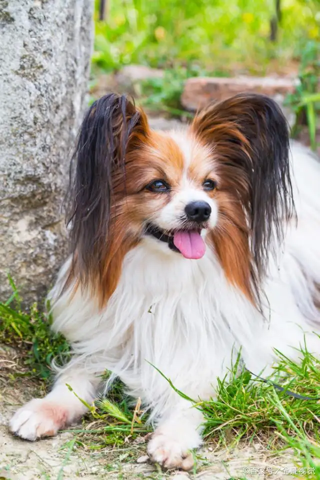 服从性高的小型犬(服从性最高的小型犬)