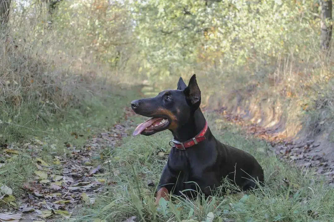 秋田犬图片壁纸(秋田犬壁纸超清大图)