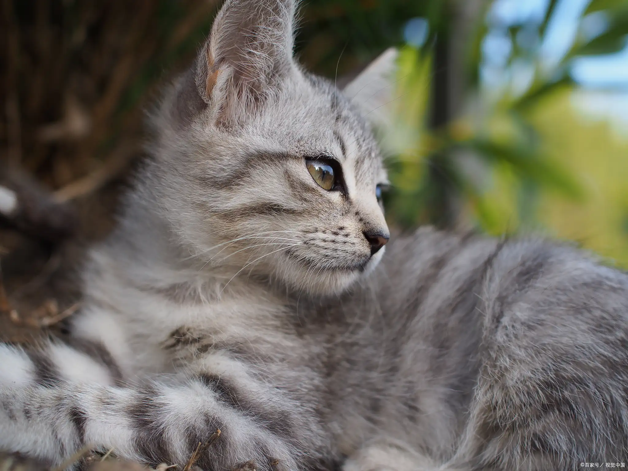 小猫害怕什么味道(猫最怕的味道,让他不敢来)