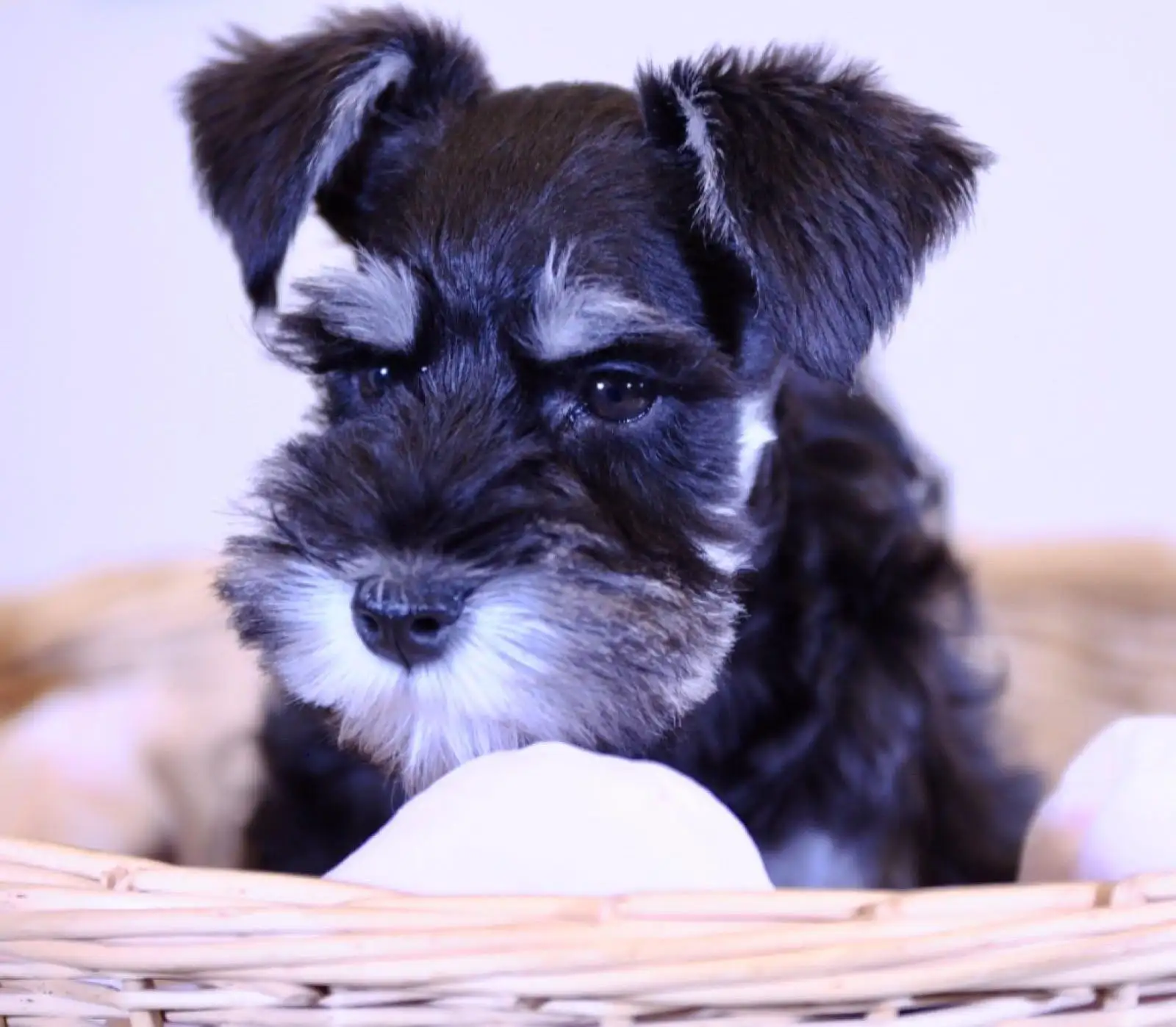 雪纳瑞是什么犬种(雪纳瑞是干什么的犬)