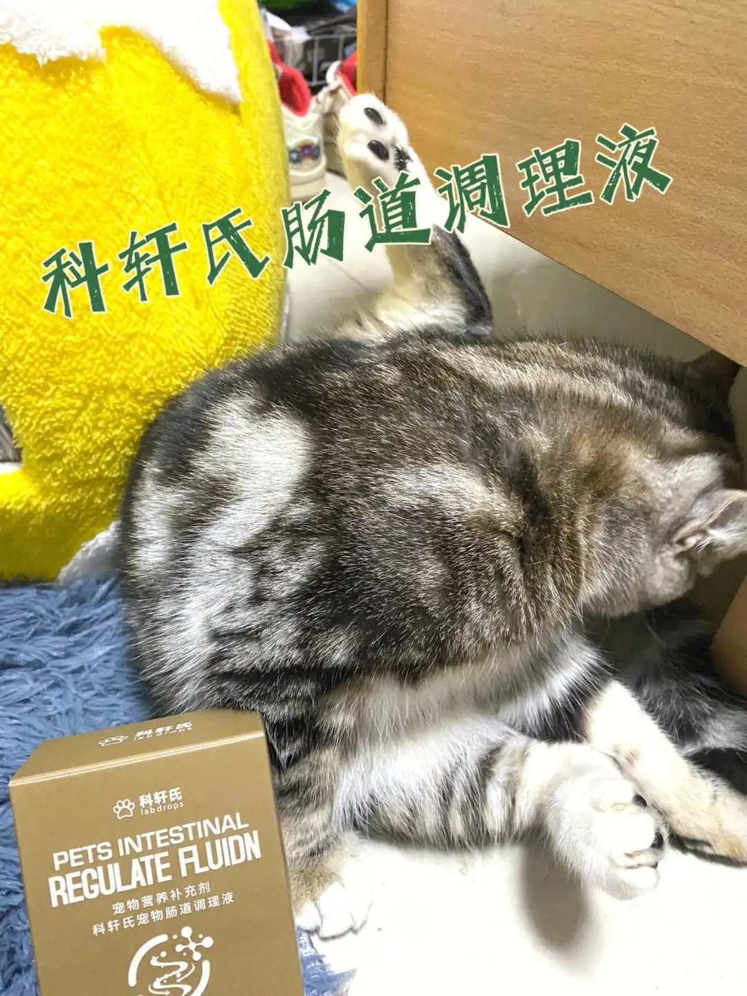 小猫便秘中药(猫咪便秘用什么泻药)