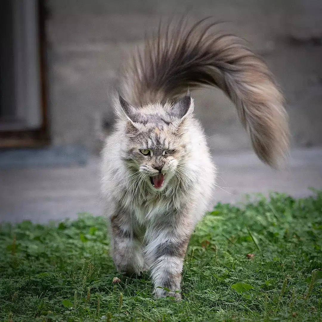 大型猫咪缅因猫(大型猫品种缅因猫)