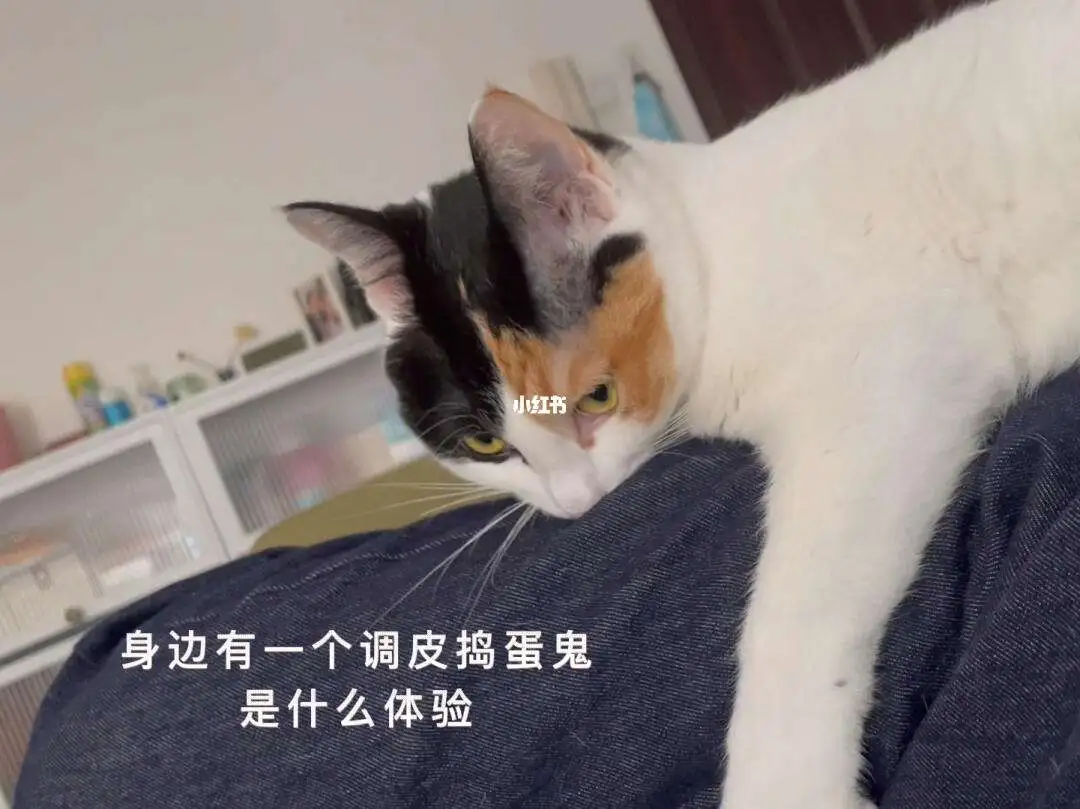 猫咪能闻艾草味吗(猫咪能闻艾草味吗为什么)