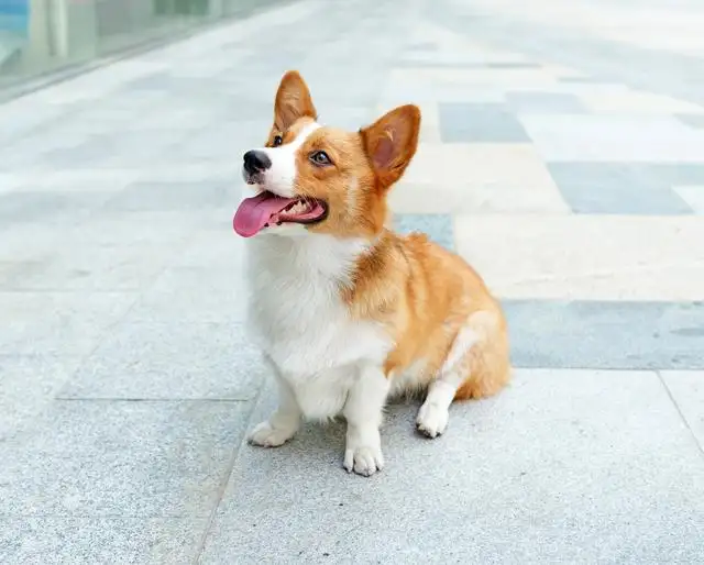 小型犬特征(小型犬的特征)