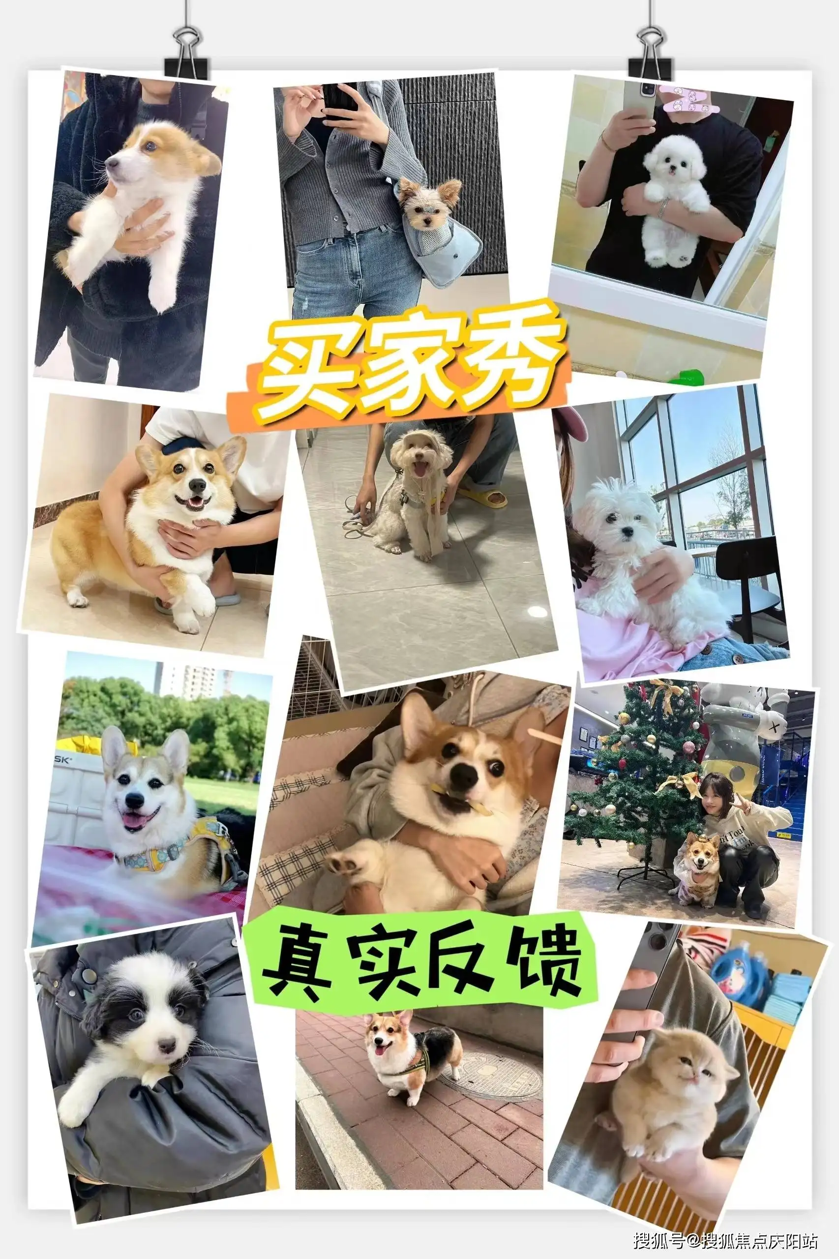 比熊犬幼犬大约多少钱一只(比熊犬幼犬大约多少钱一只啊)