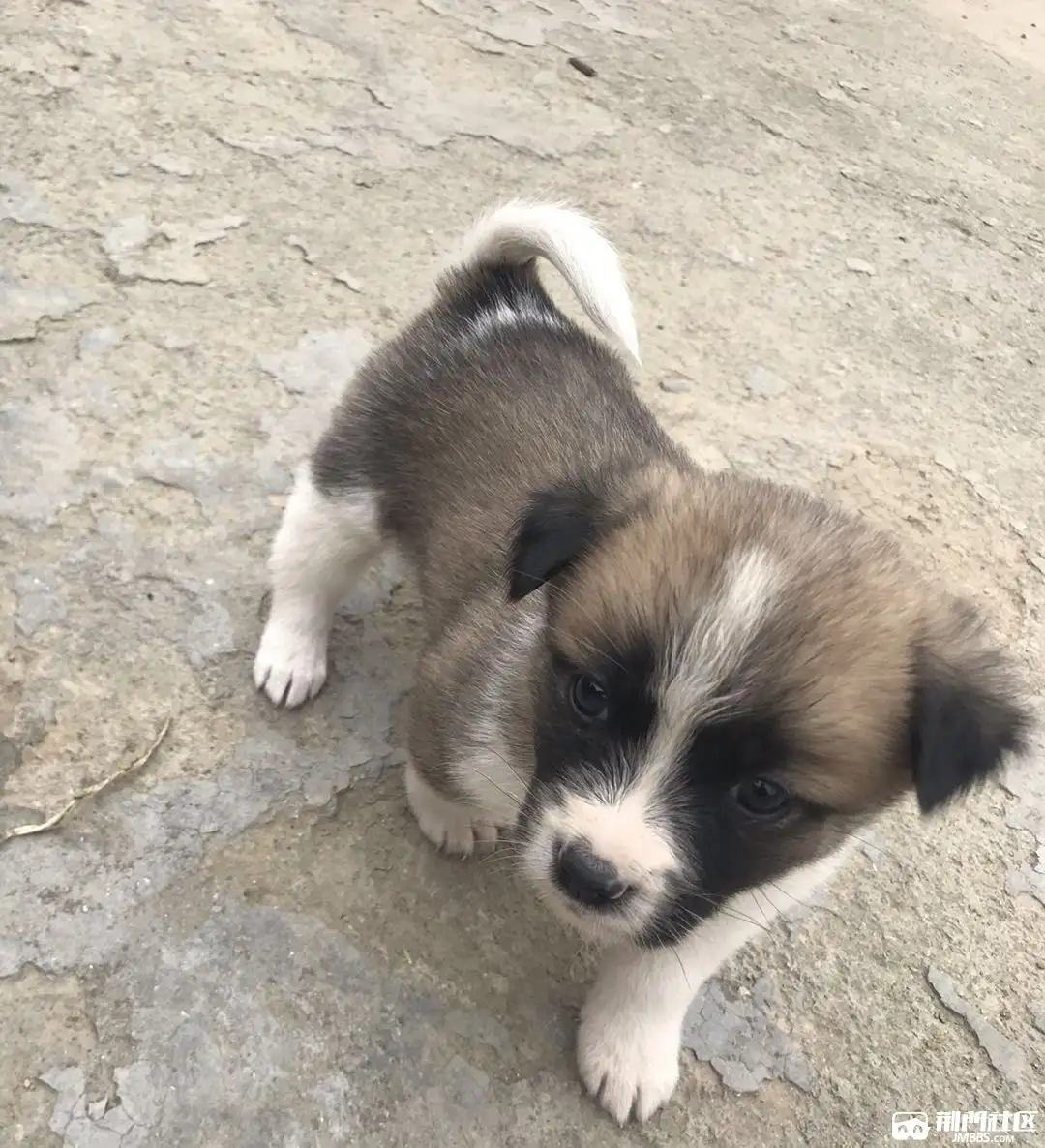 中华田园犬小型(中华田园犬小型犬)