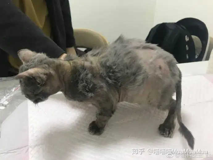 什么是猫传腹病是什么症状的简单介绍