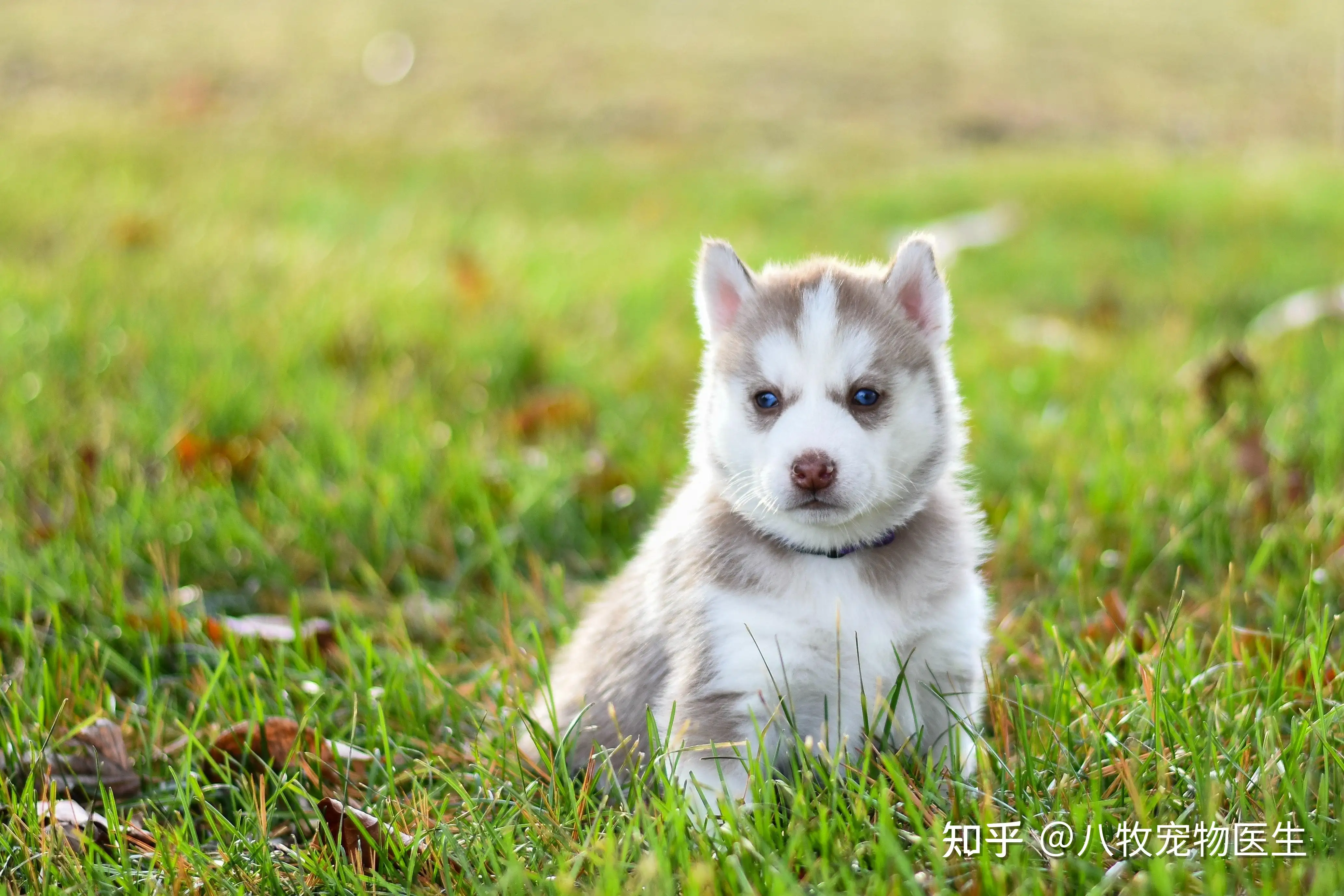 哈士奇能养吗(哈士奇适合家养宠物狗吗)